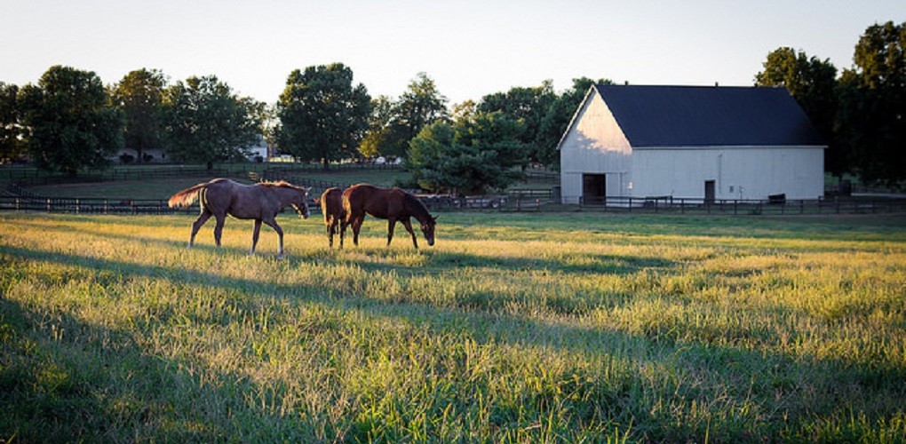 MILLFORD FARM