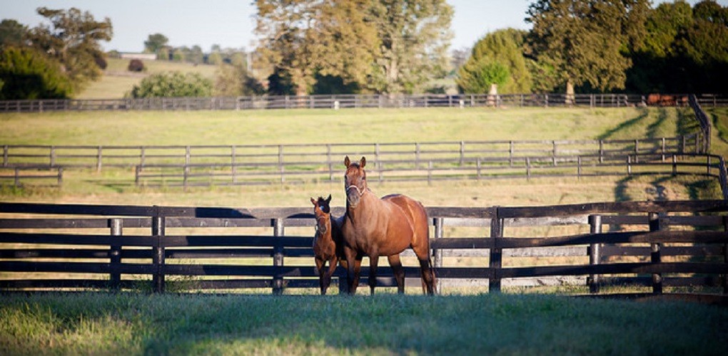 MILLFORD FARM